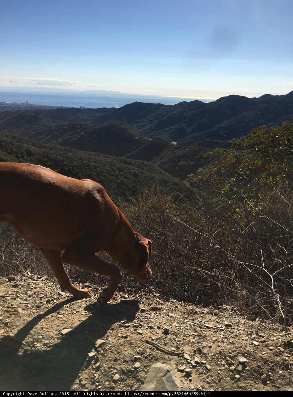 Vizsla Ocean Vista