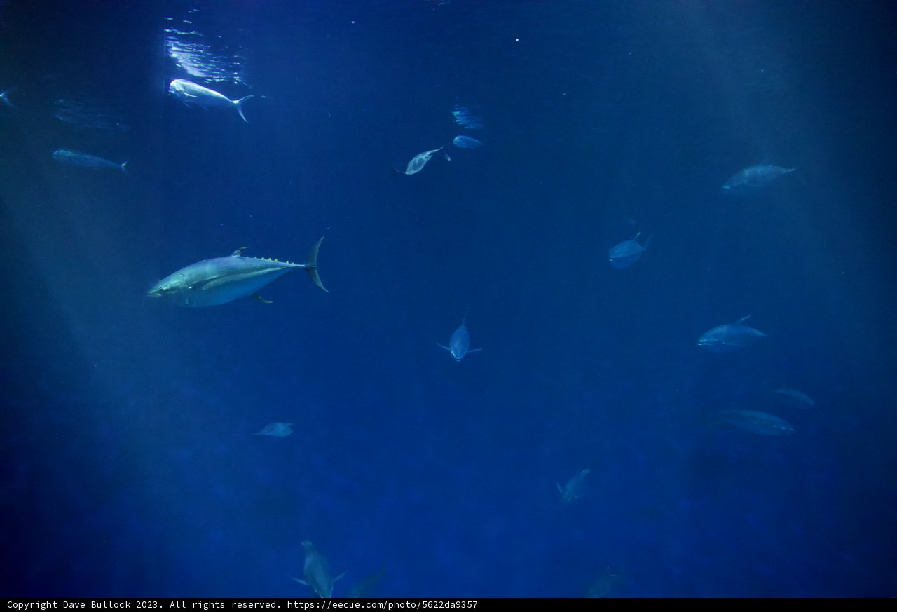 Subaquatic Symphony at Monterey Bay
