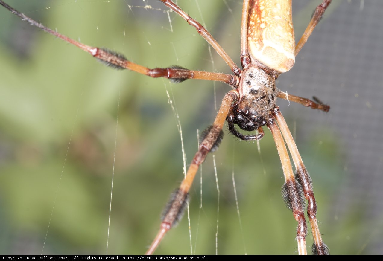 Garden Spider showcasing its long legs and tail