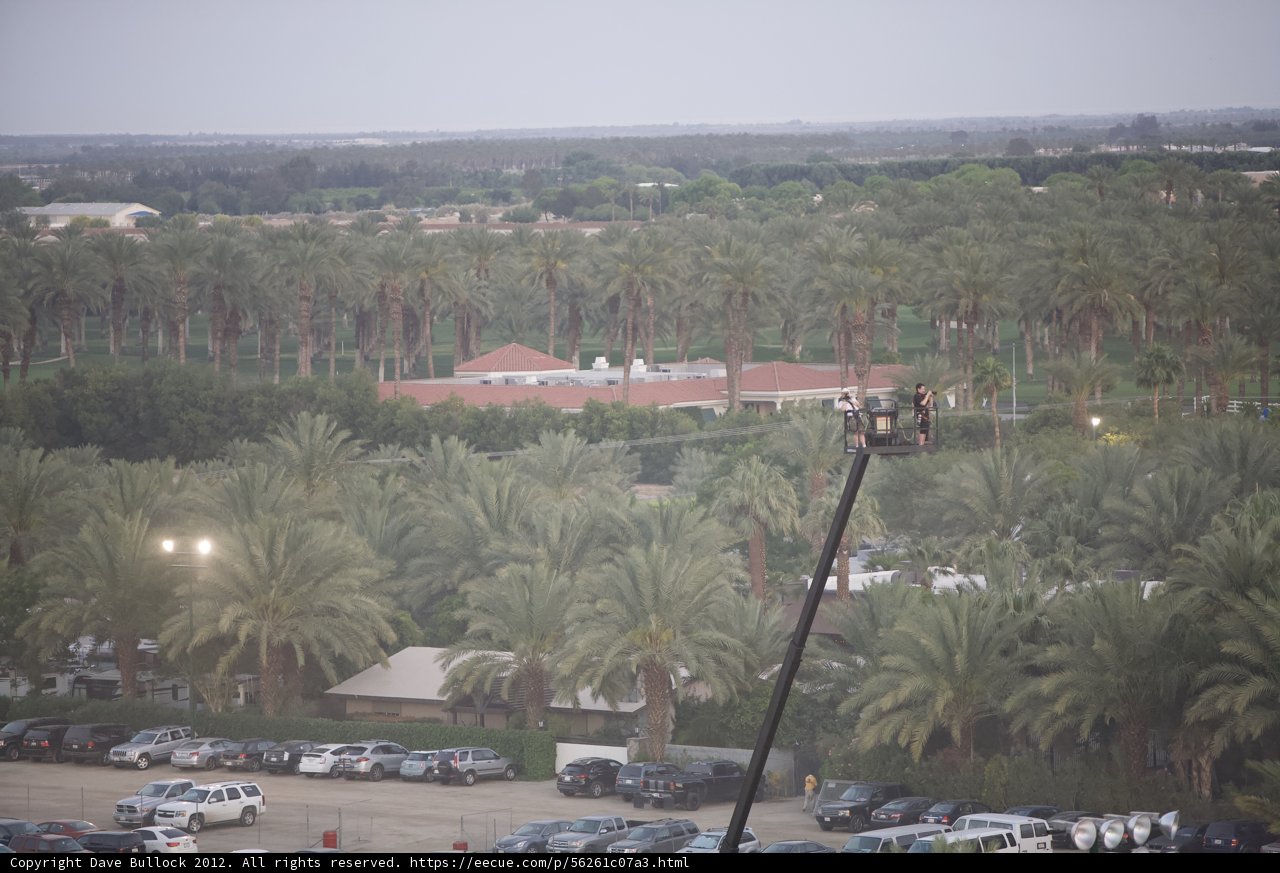 Crane and Palms