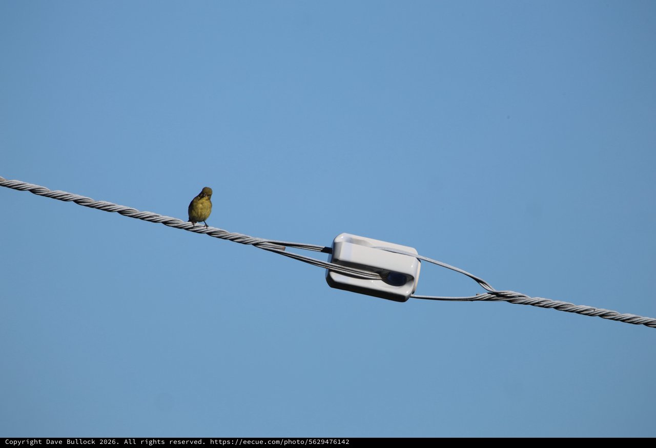 Small Bird Perched on Cable Near White Connector