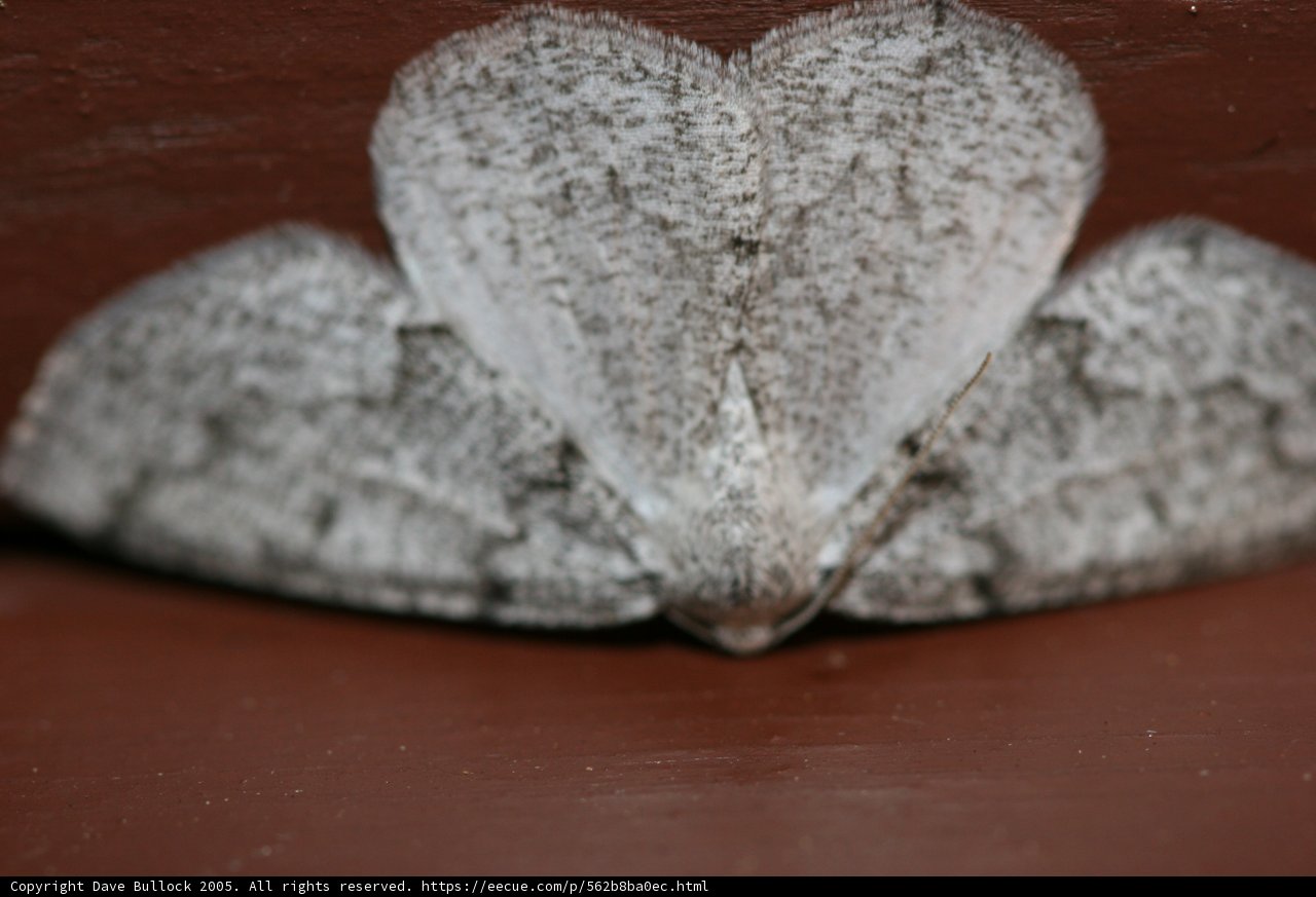 Winged Beauty