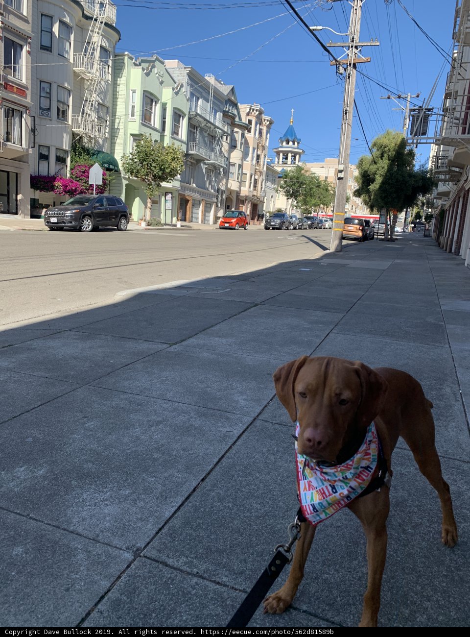 A Canine Adventure in the City