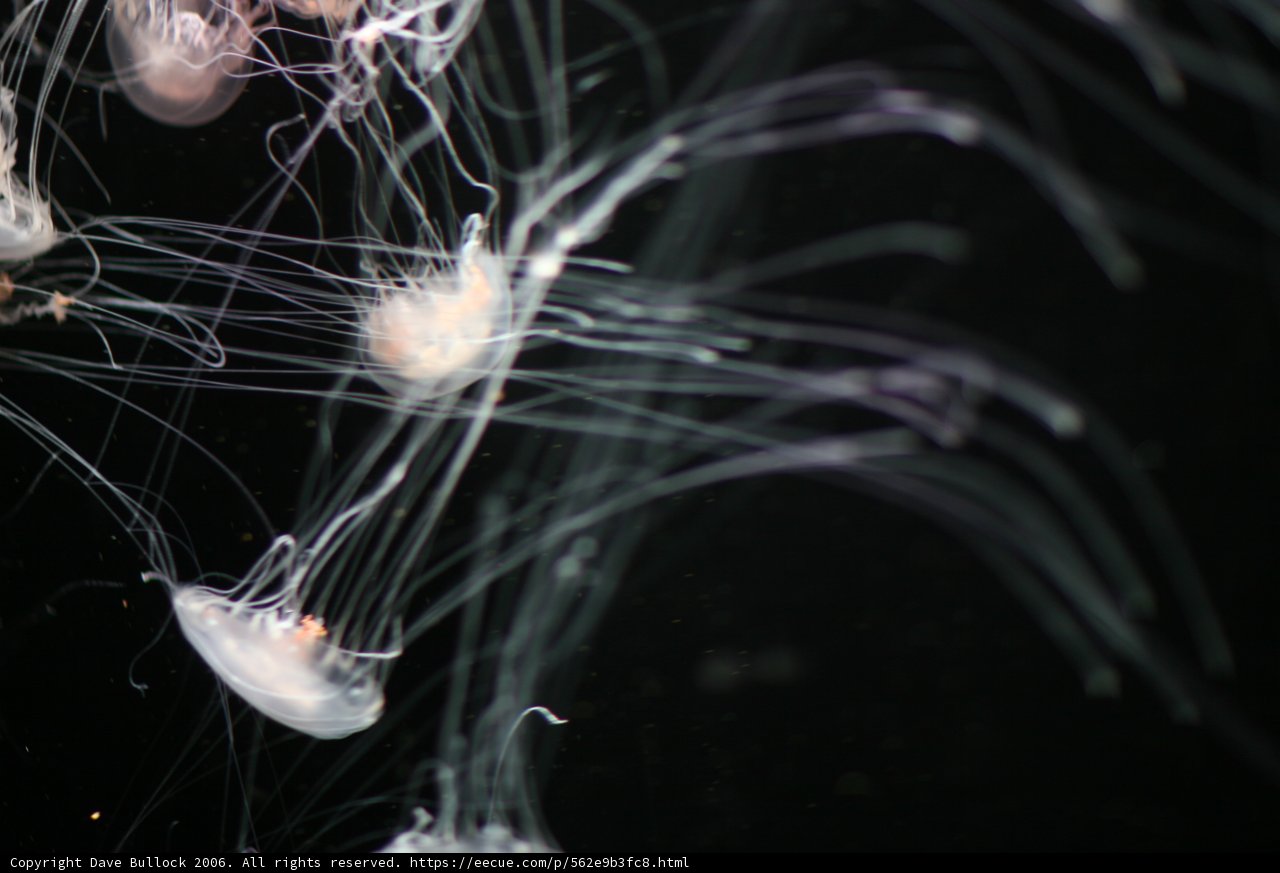 An Underwater Dance of Jellyfish