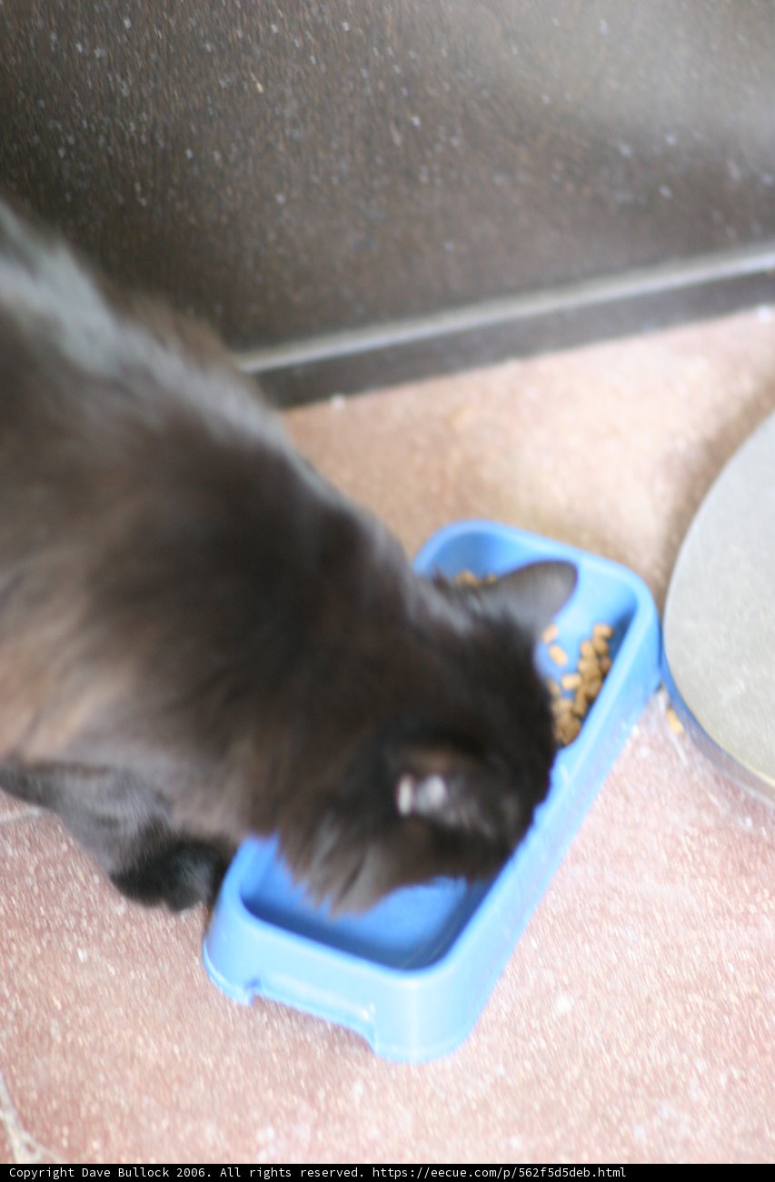 A Feline's Feast