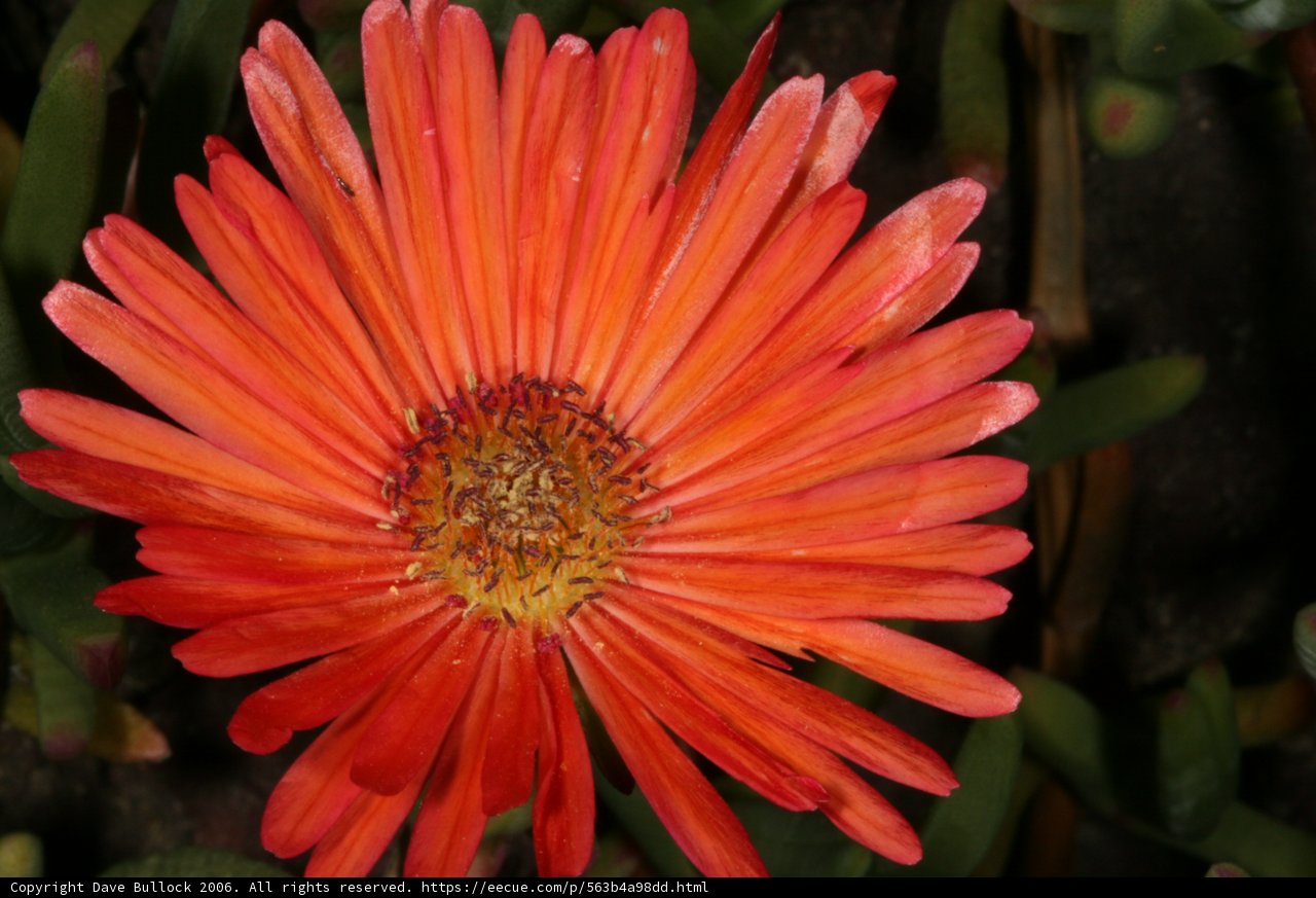 Radiant Daisy Blossom