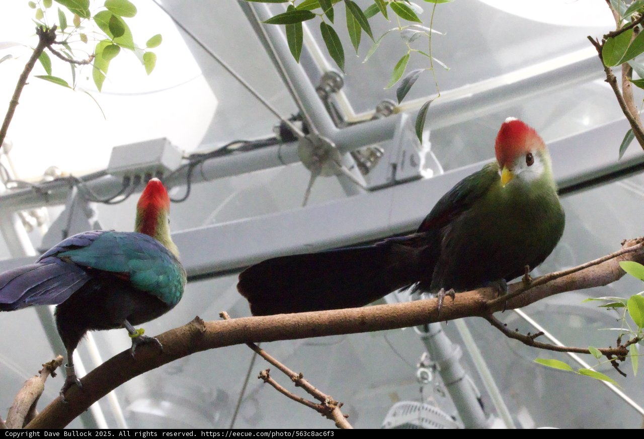 Vibrant Duet