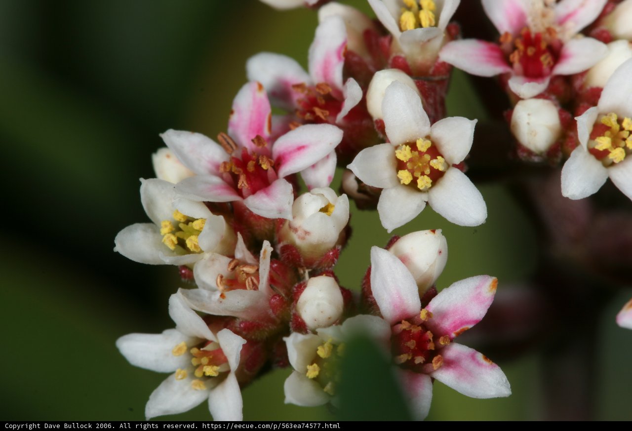 Delicate Beauty