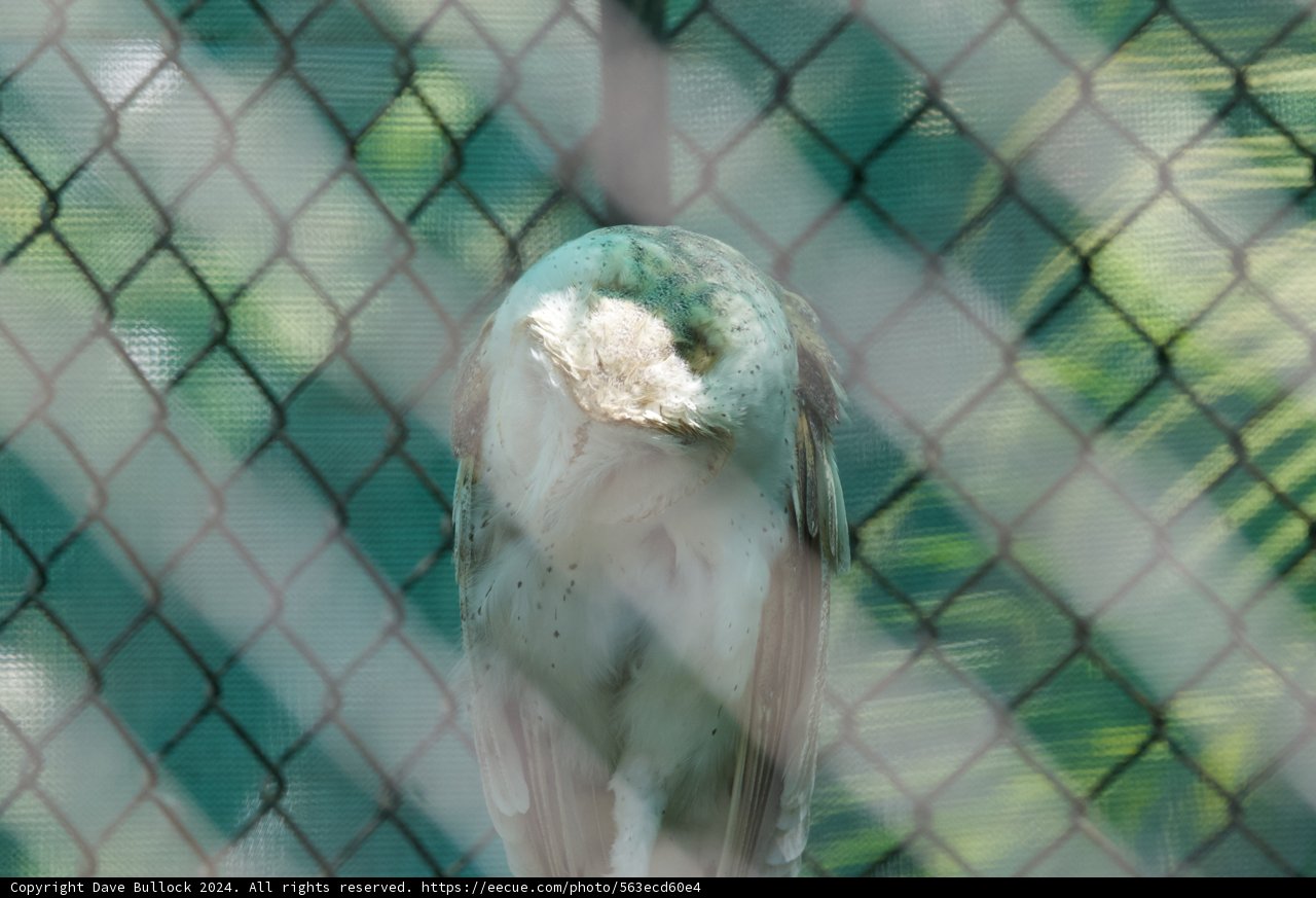 A Solemn Gaze Through the Fence
