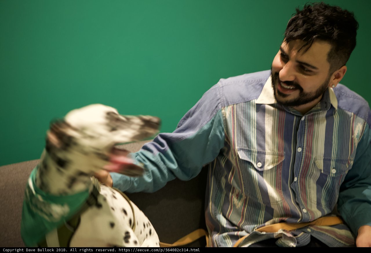Dog's Best Friend