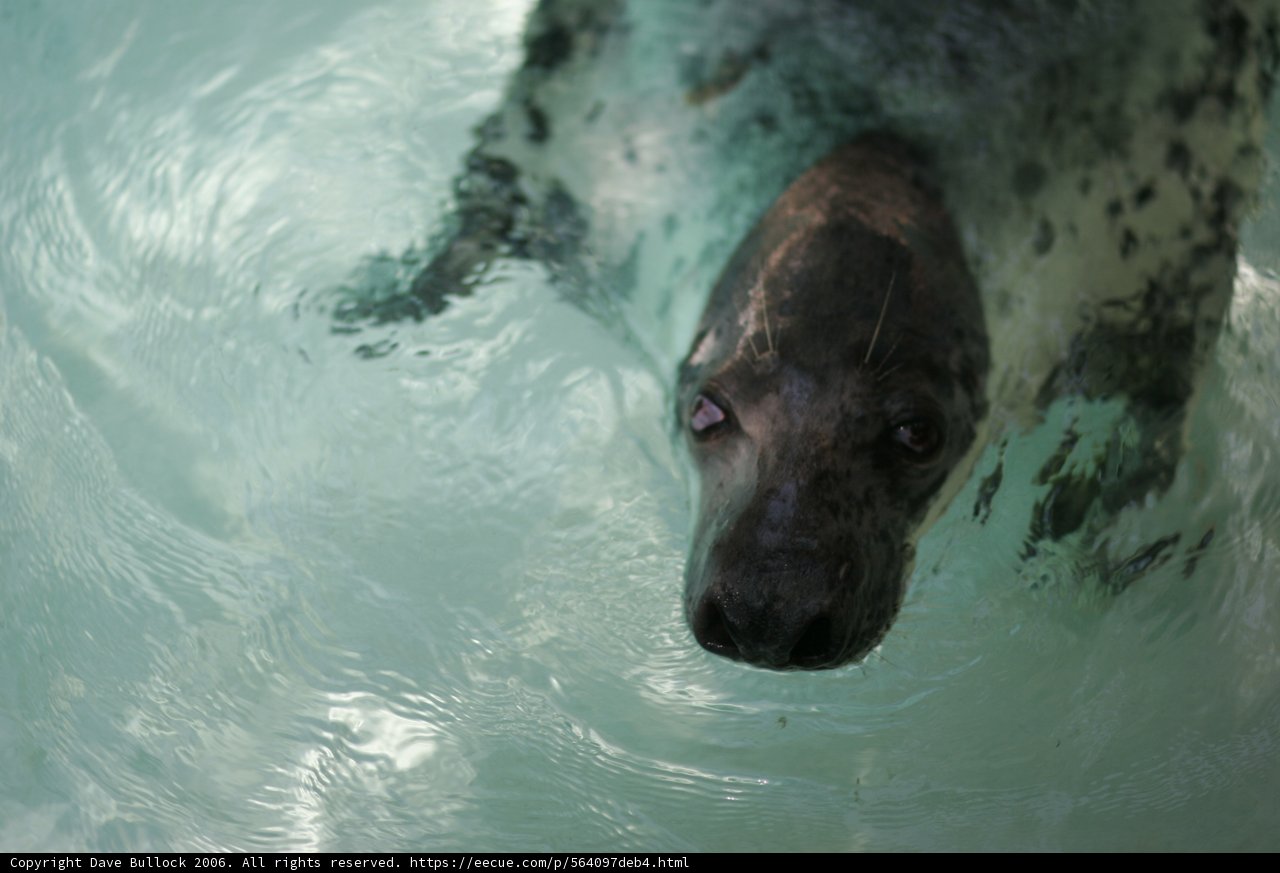Graceful Seal Swimming in the Water
