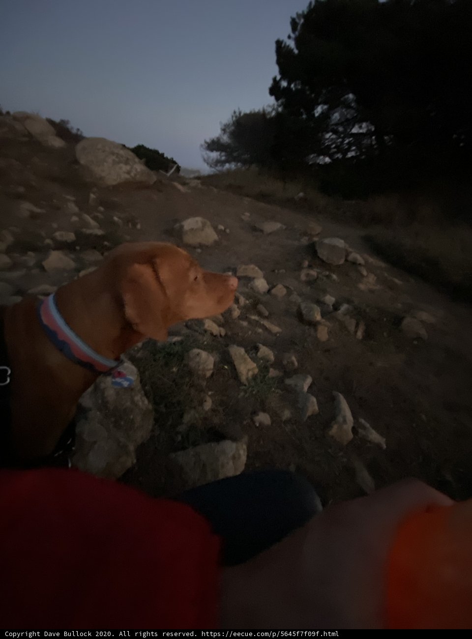 Night Sky Gazing with my Canine Companion