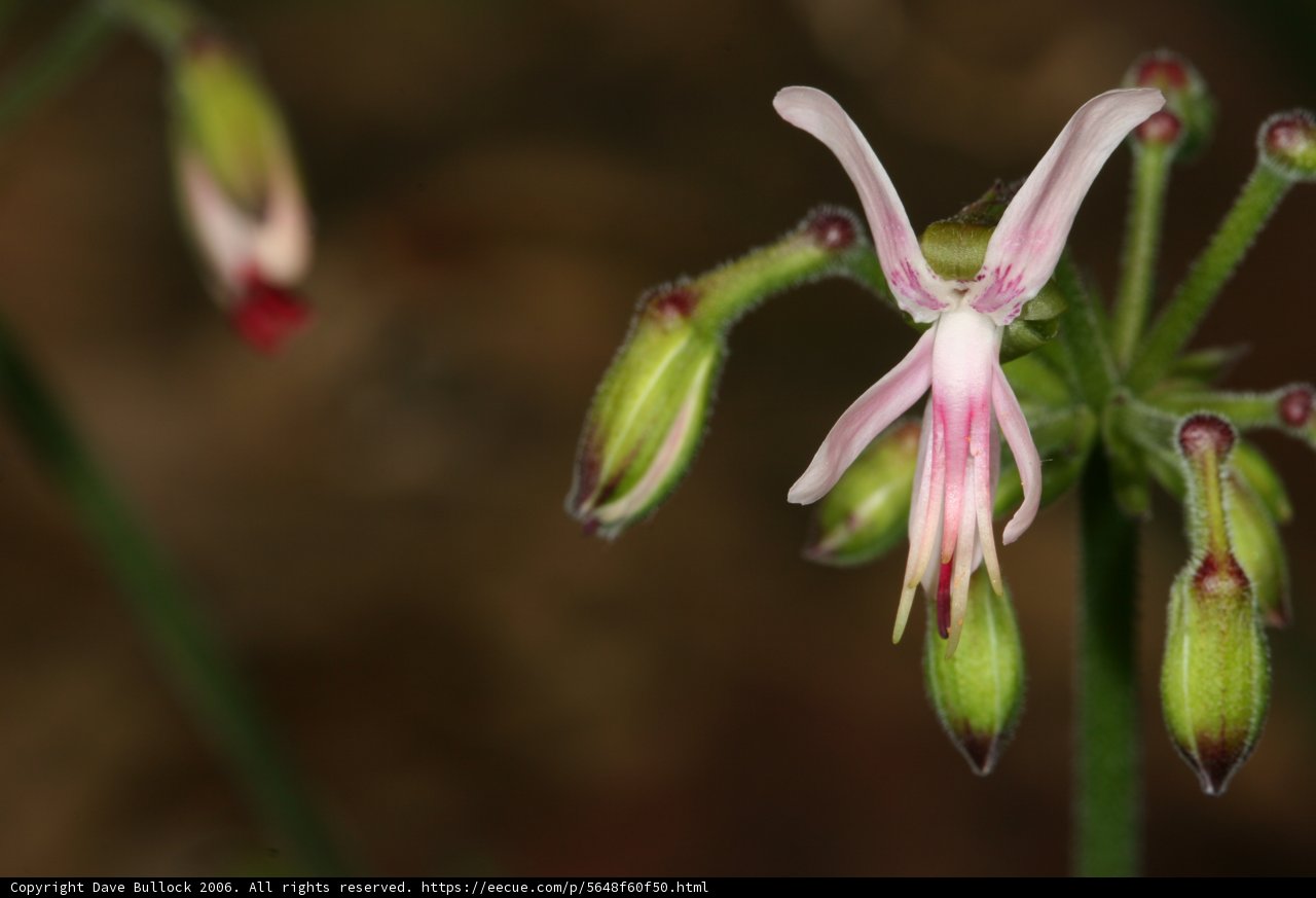 Beautiful Geranium Flower in Bloom