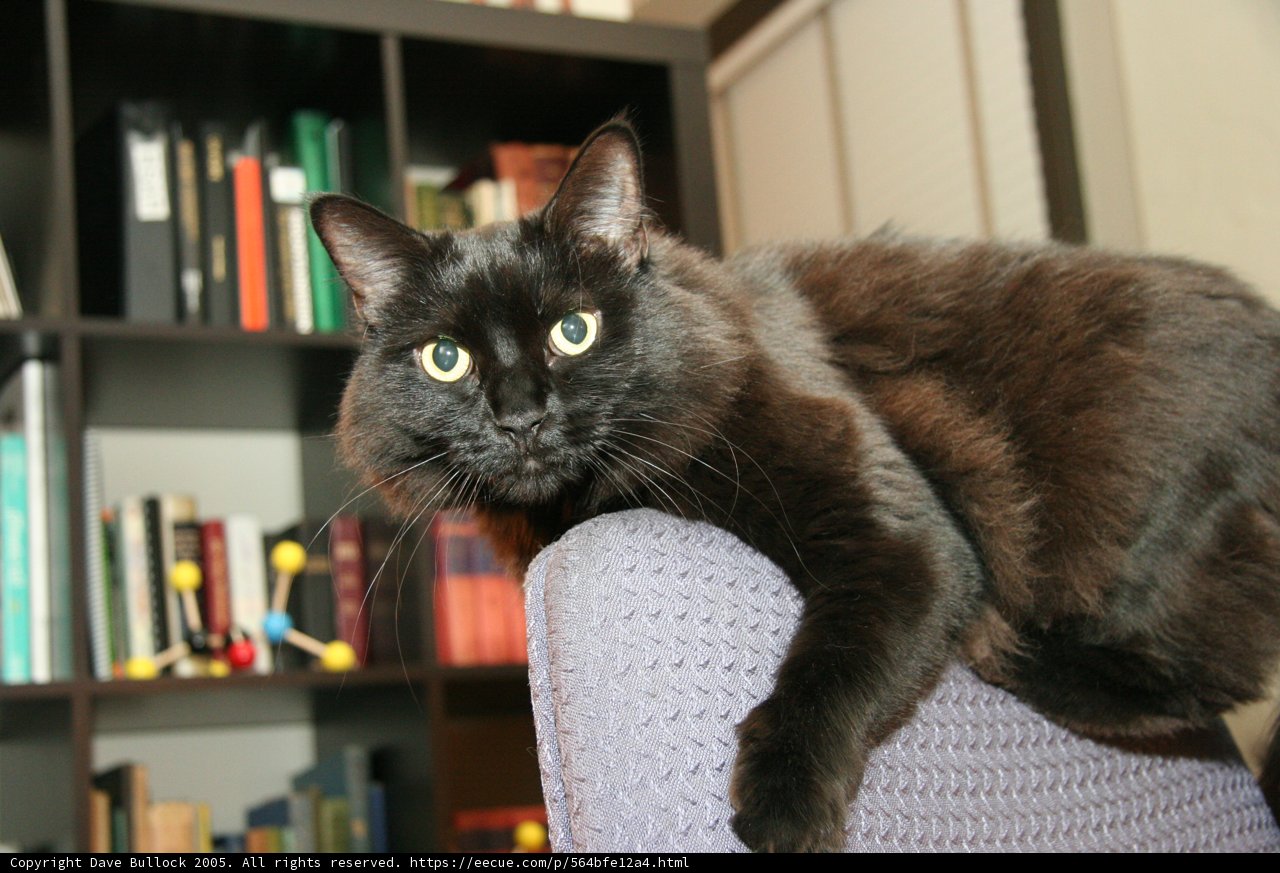 The Bookshelf Companion