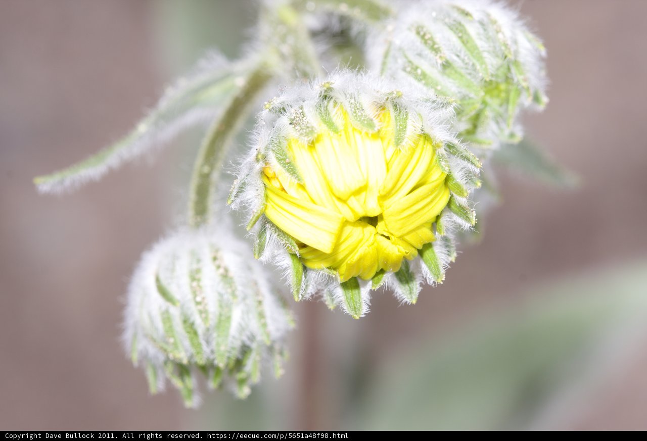 Yellow Chrysanthemum in the Cold