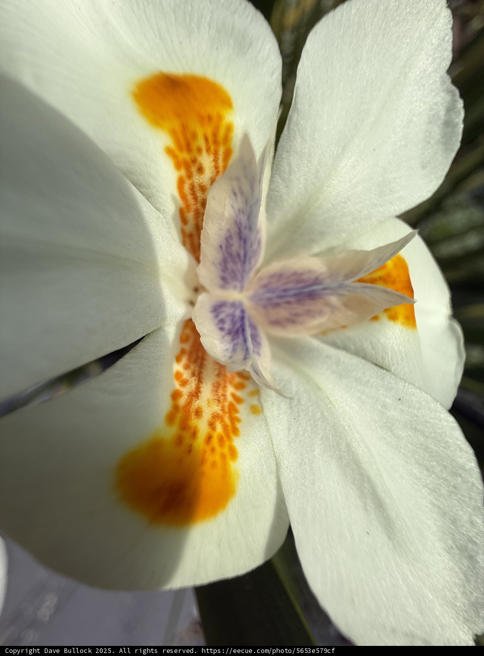 Nature's Palette: The Iris Unfolded