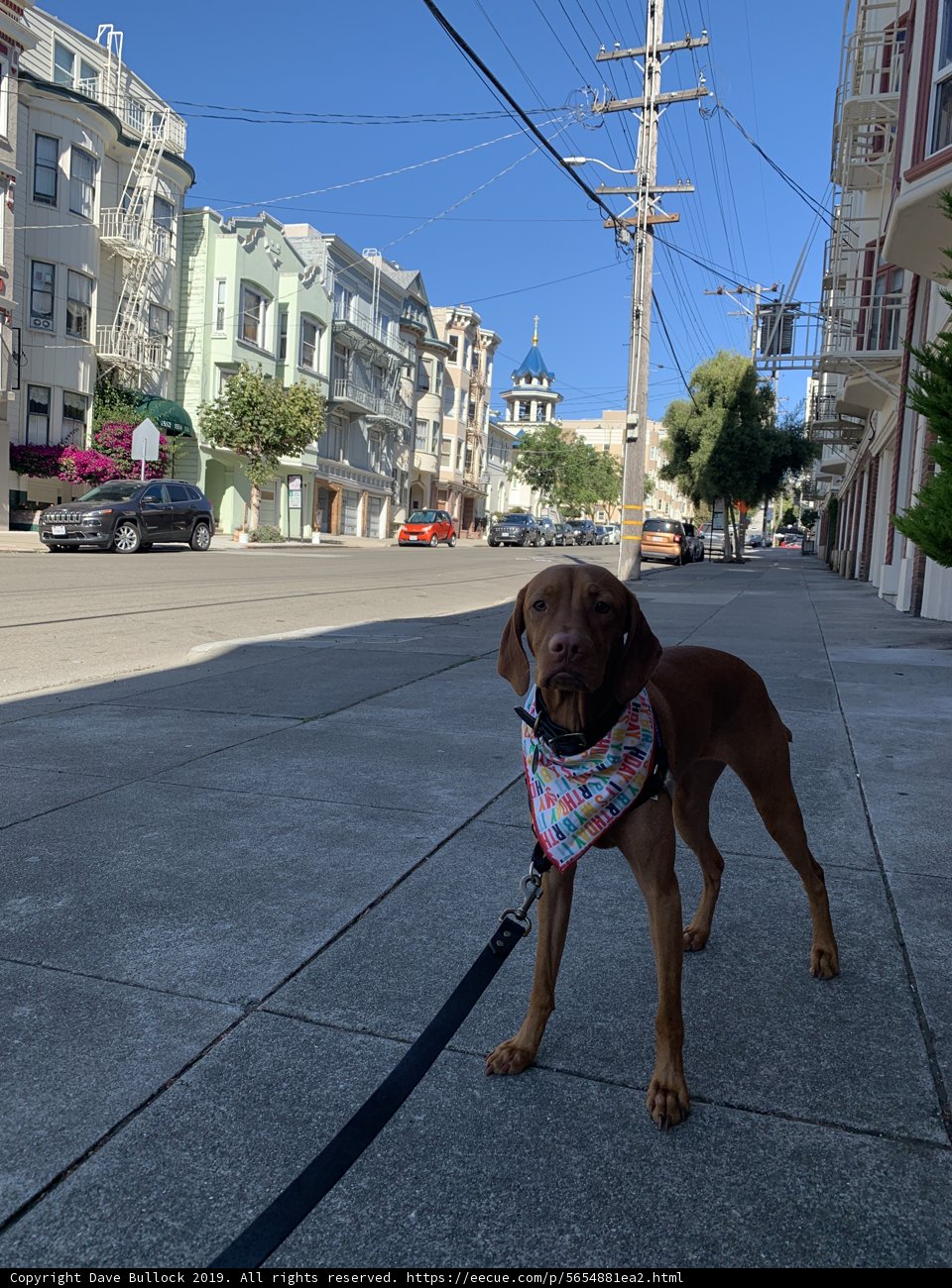 The Urban Adventure of a Vizsla