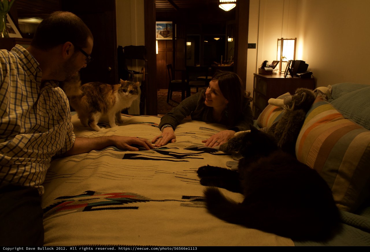 Couple and Cats Share a Cozy Evening at Home