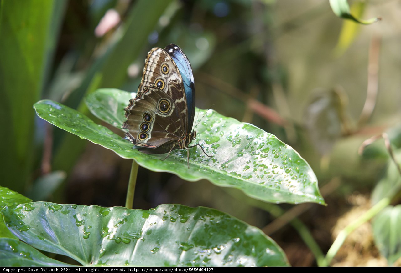 Butterfly Bliss at the Cal Academy Rainforest