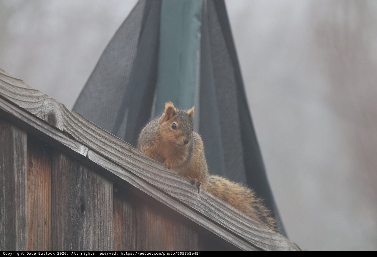 Curious Fox Squirrel Perched on Weathered Fence