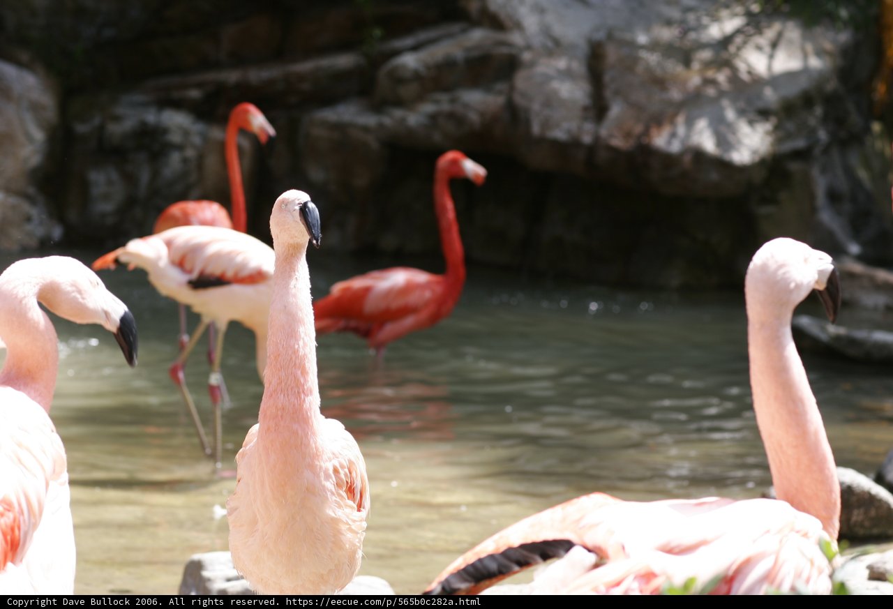 Flamingo Flock at the Zoo