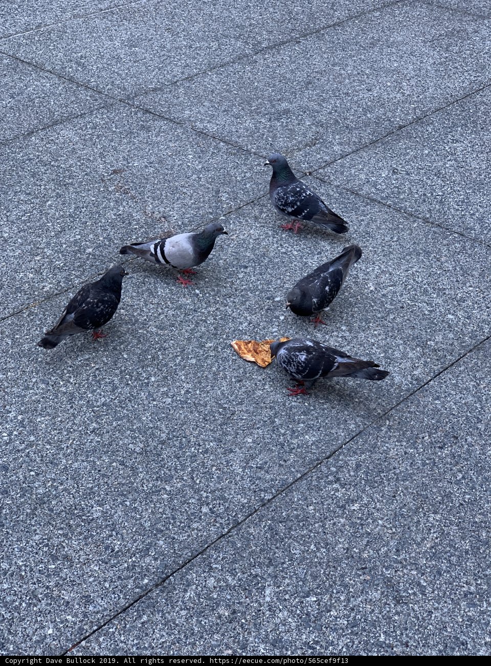 Pizza Party for Pigeons