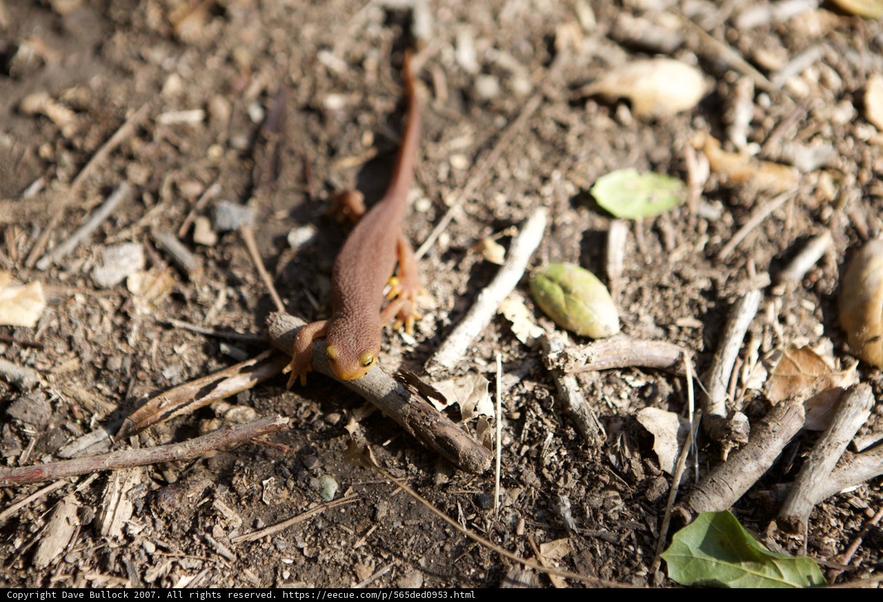 Ground Scales