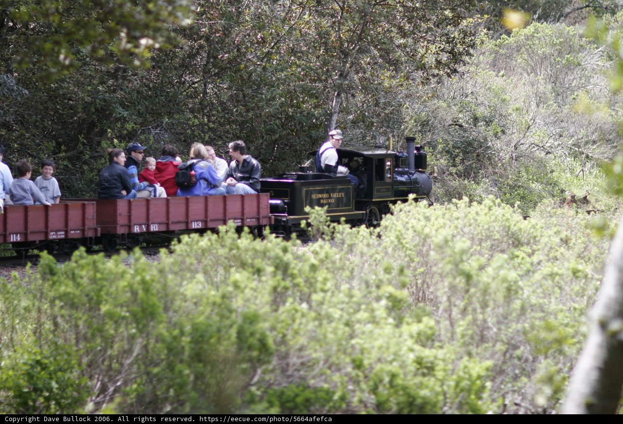 Train Ride Through the Woods