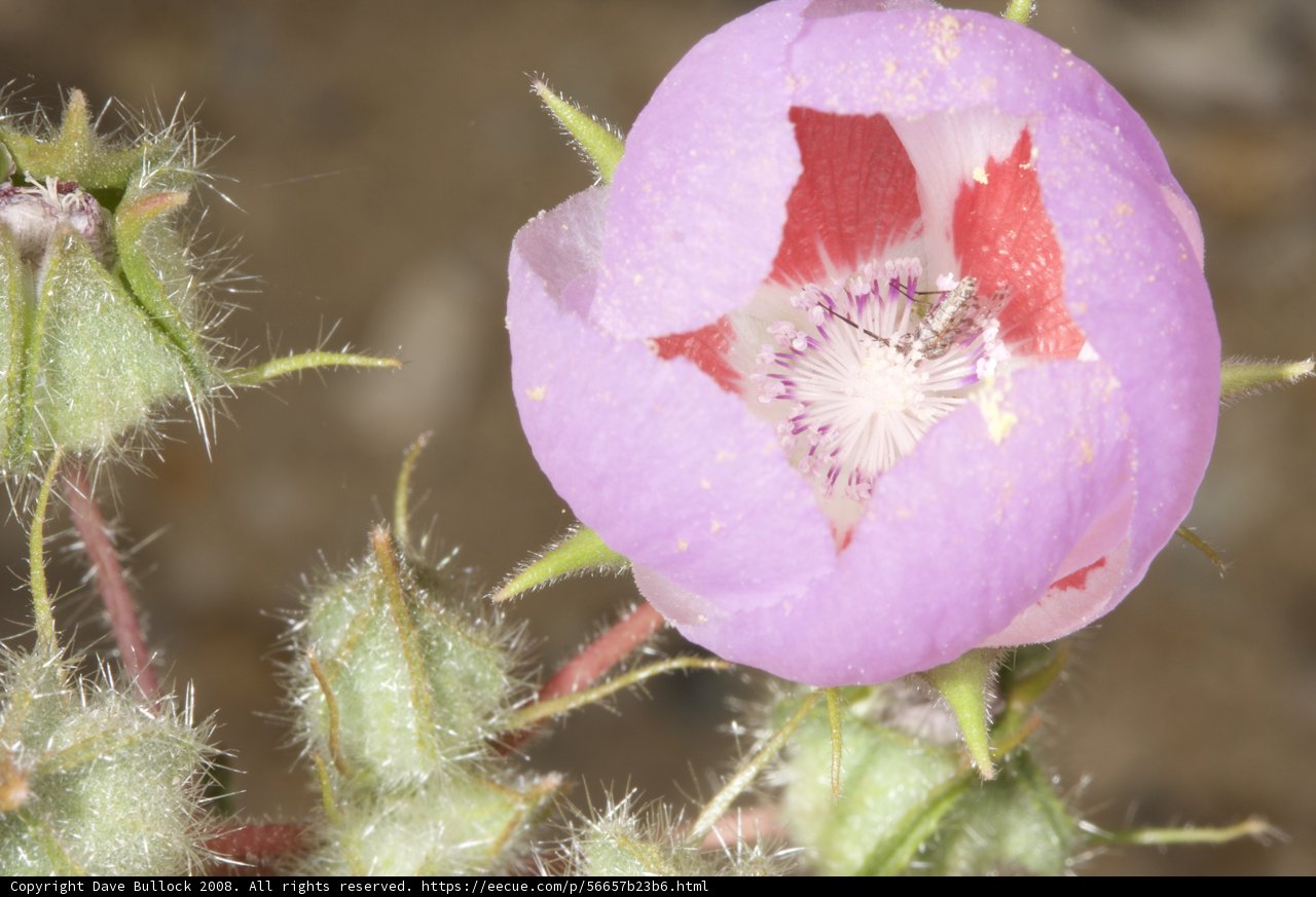 Geranium Blossom in the Desert