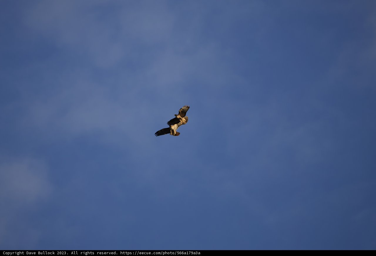 Majesty in Motion: Lake Merced Sky Explorer