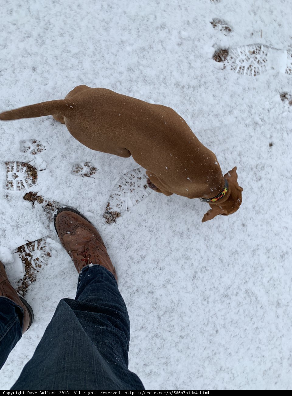 A snowy day with man's best friend