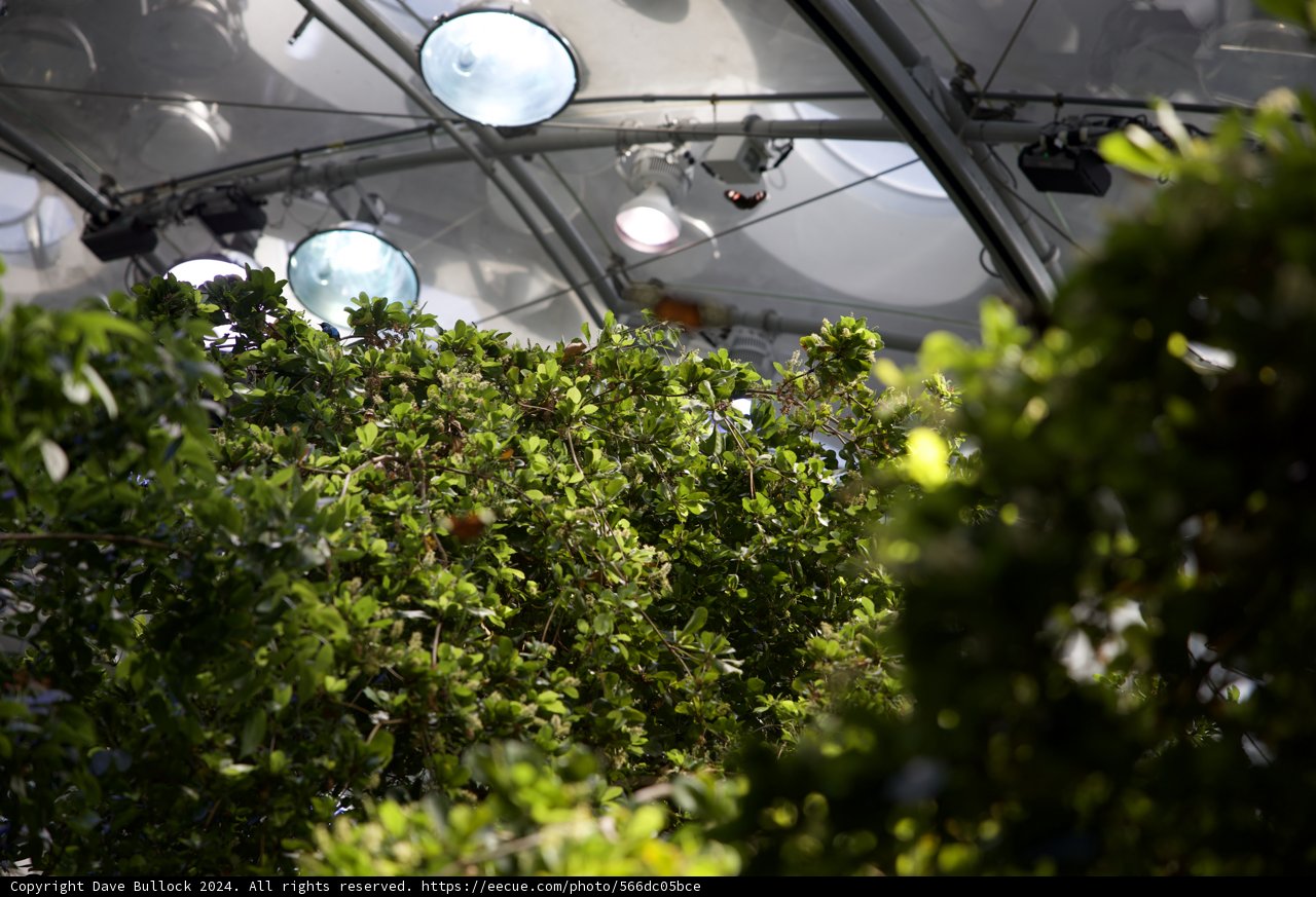 Diverse Flora - The Rainforest Garden