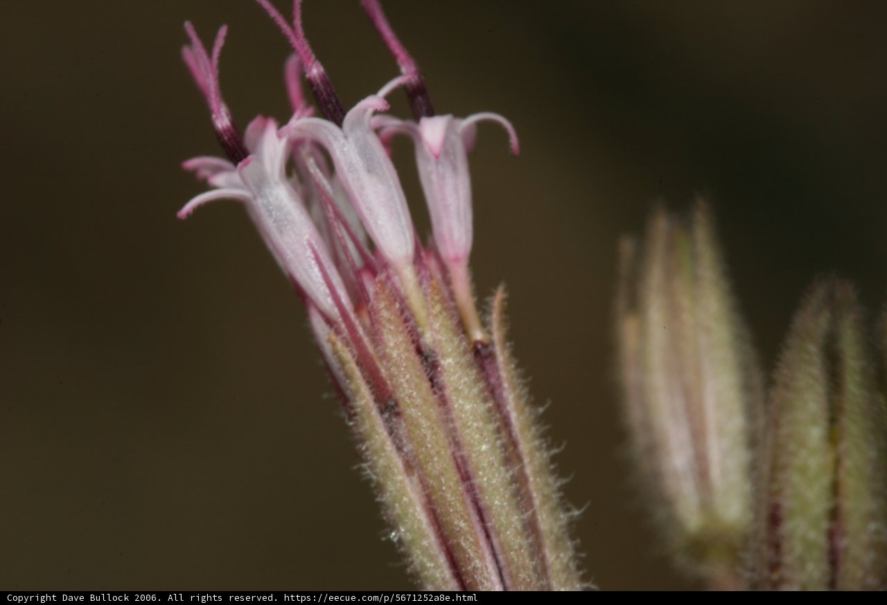 Up Close and Personal with a Desert Flower