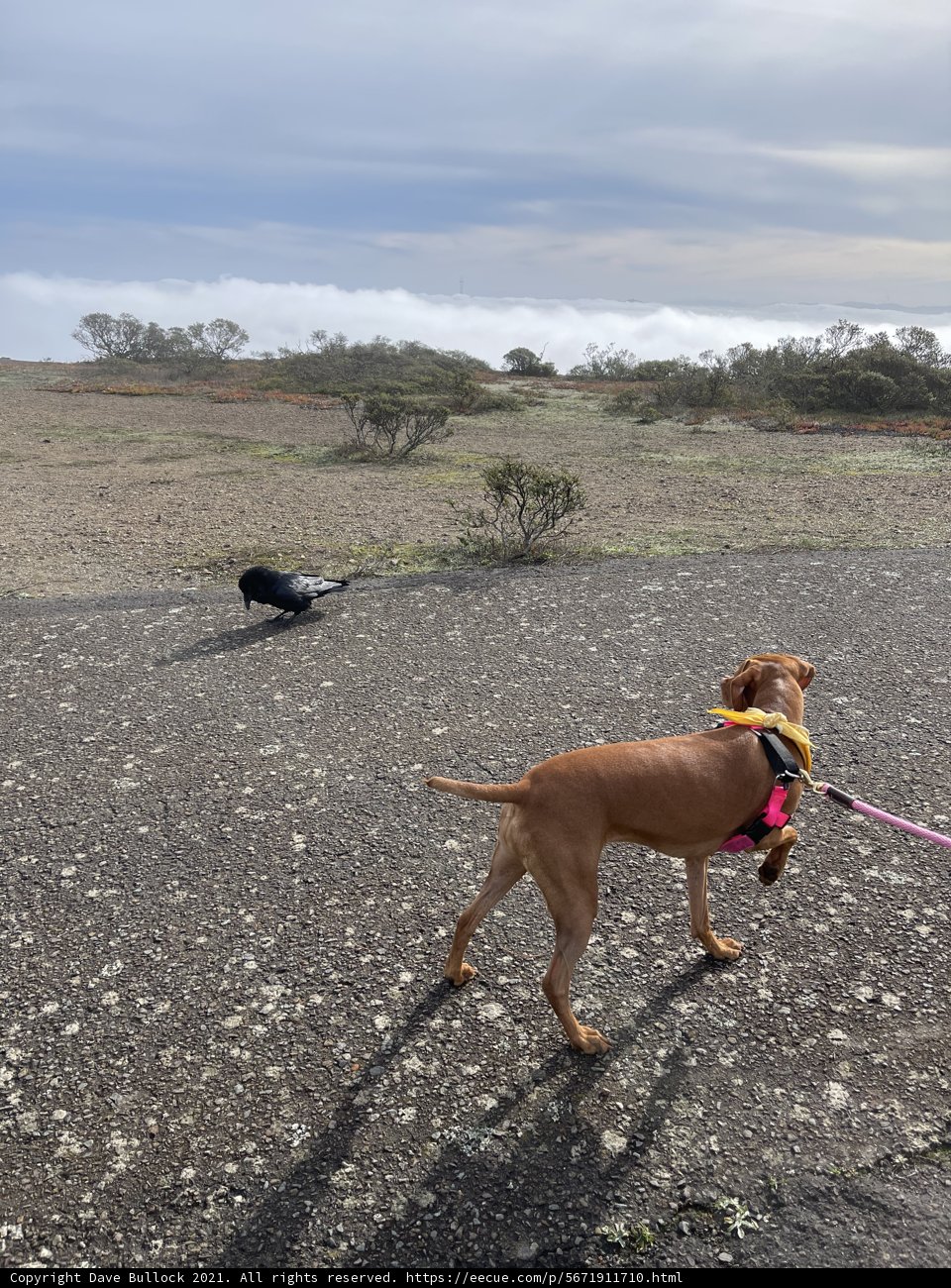 A Dog's Walk on the Paved Road