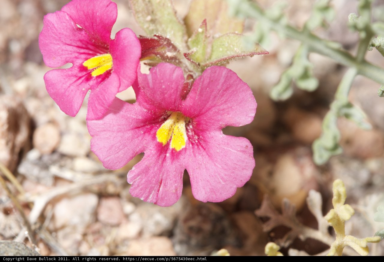 Pink Flowers with Sunny Centers