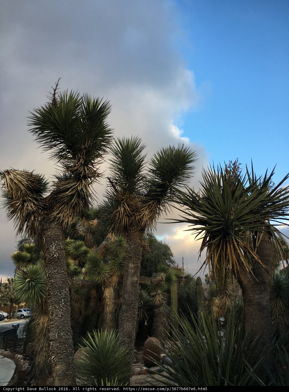Summer Drive in Joshua Tree National Park