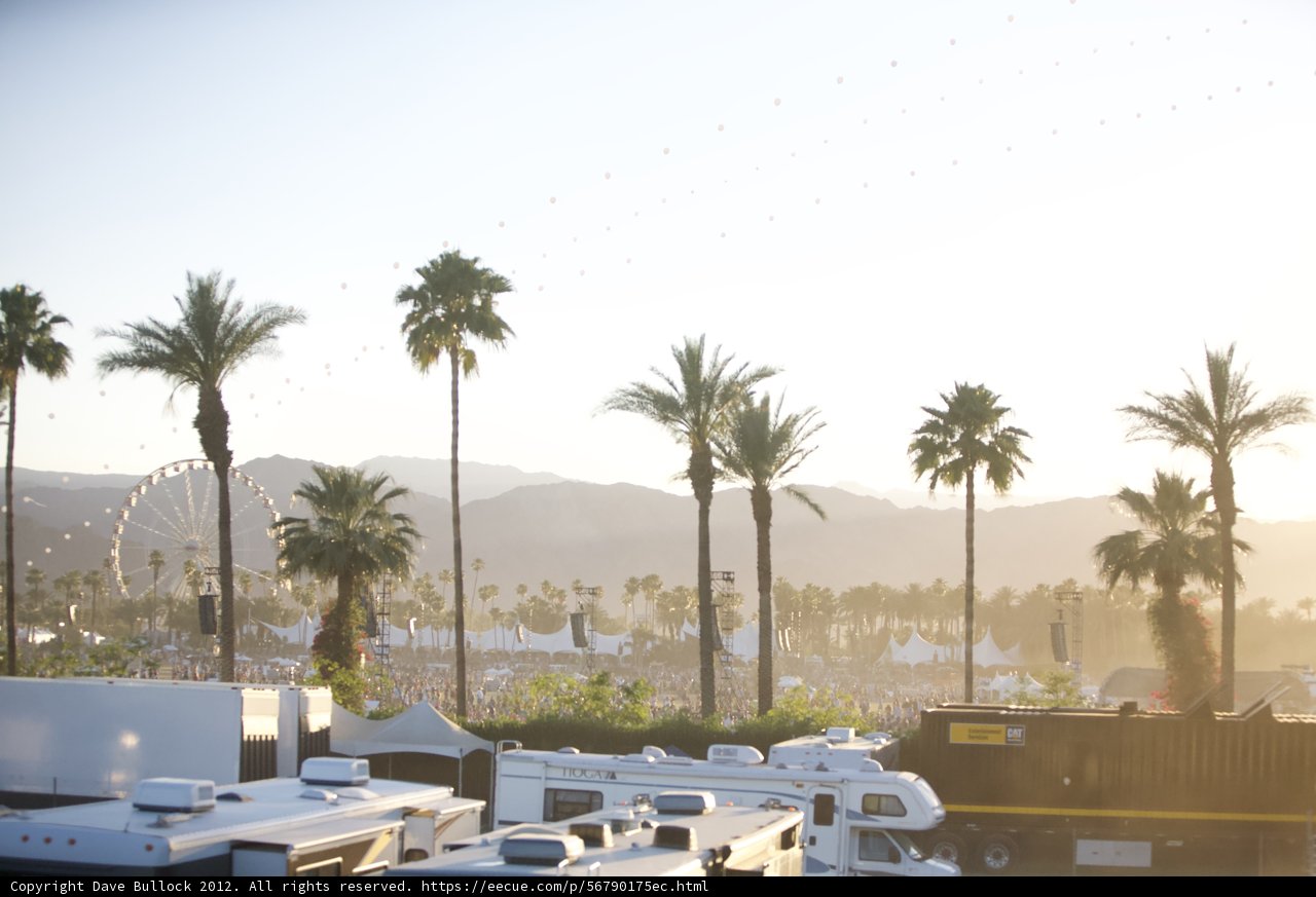 Palm Tree Paradise