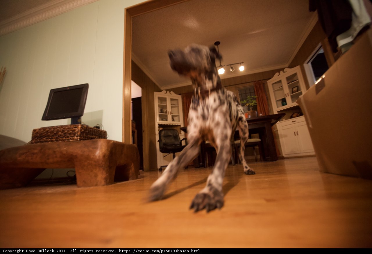 Paws on the Hardwood