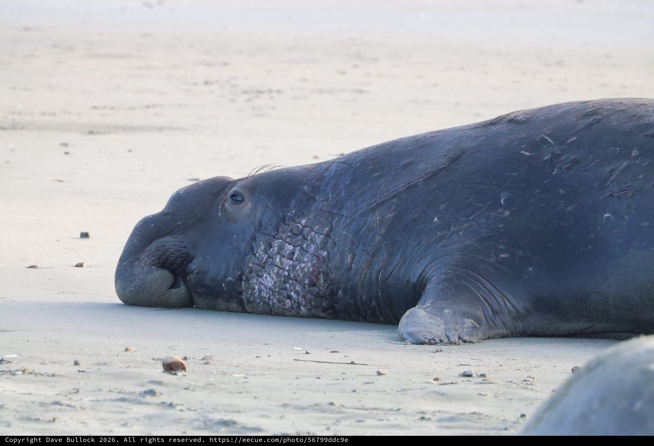 Resting Elephant Seal on Drakes Beach at Dusk