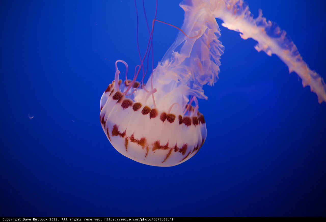 Sublime Swim - Aquarium Experiences 2023