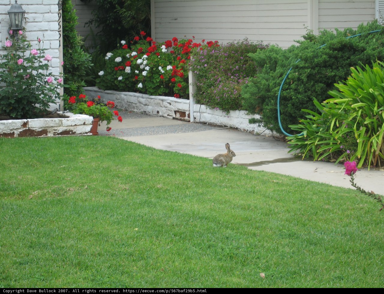 Feathered Visitor on the Green Lawn