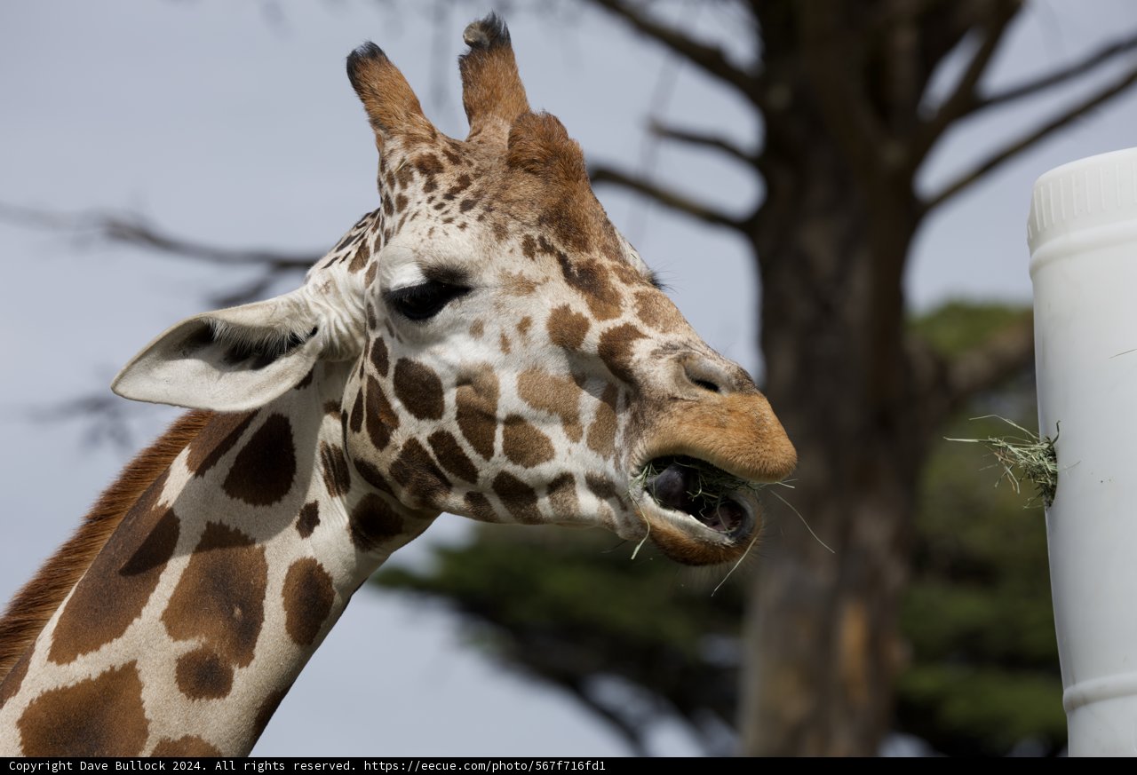 San Francisco Zoo's Gentle Giant
