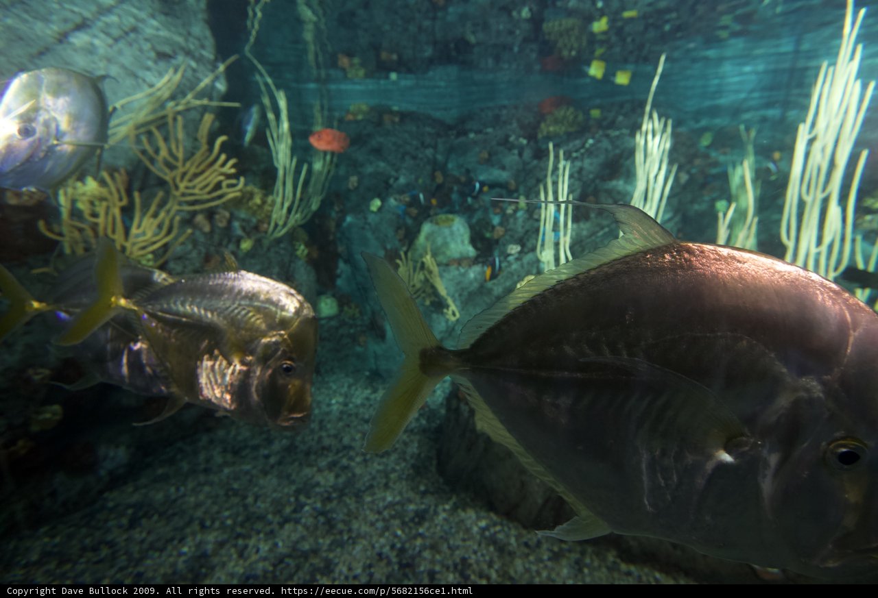 Underwater Oasis