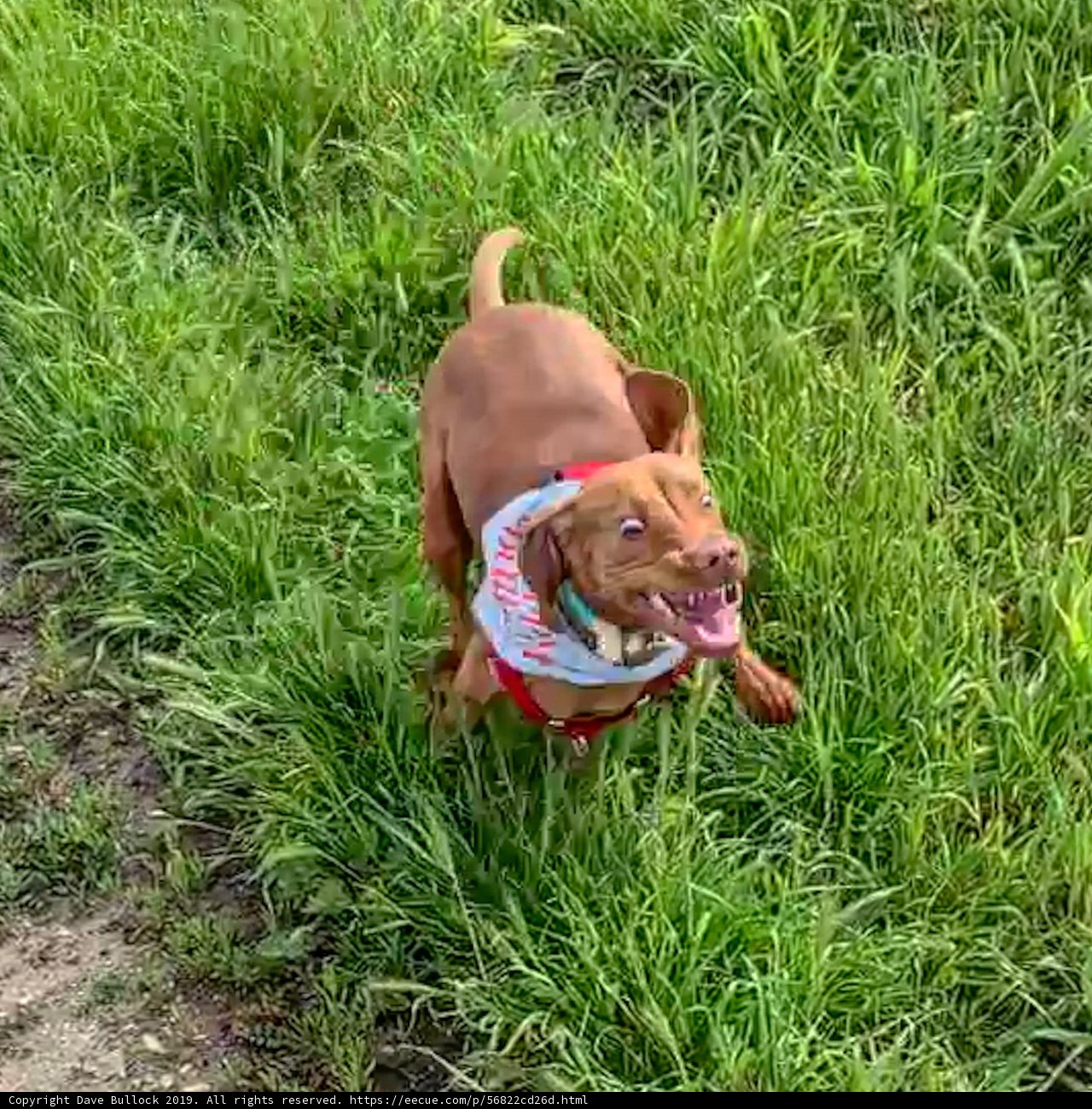 Running Free