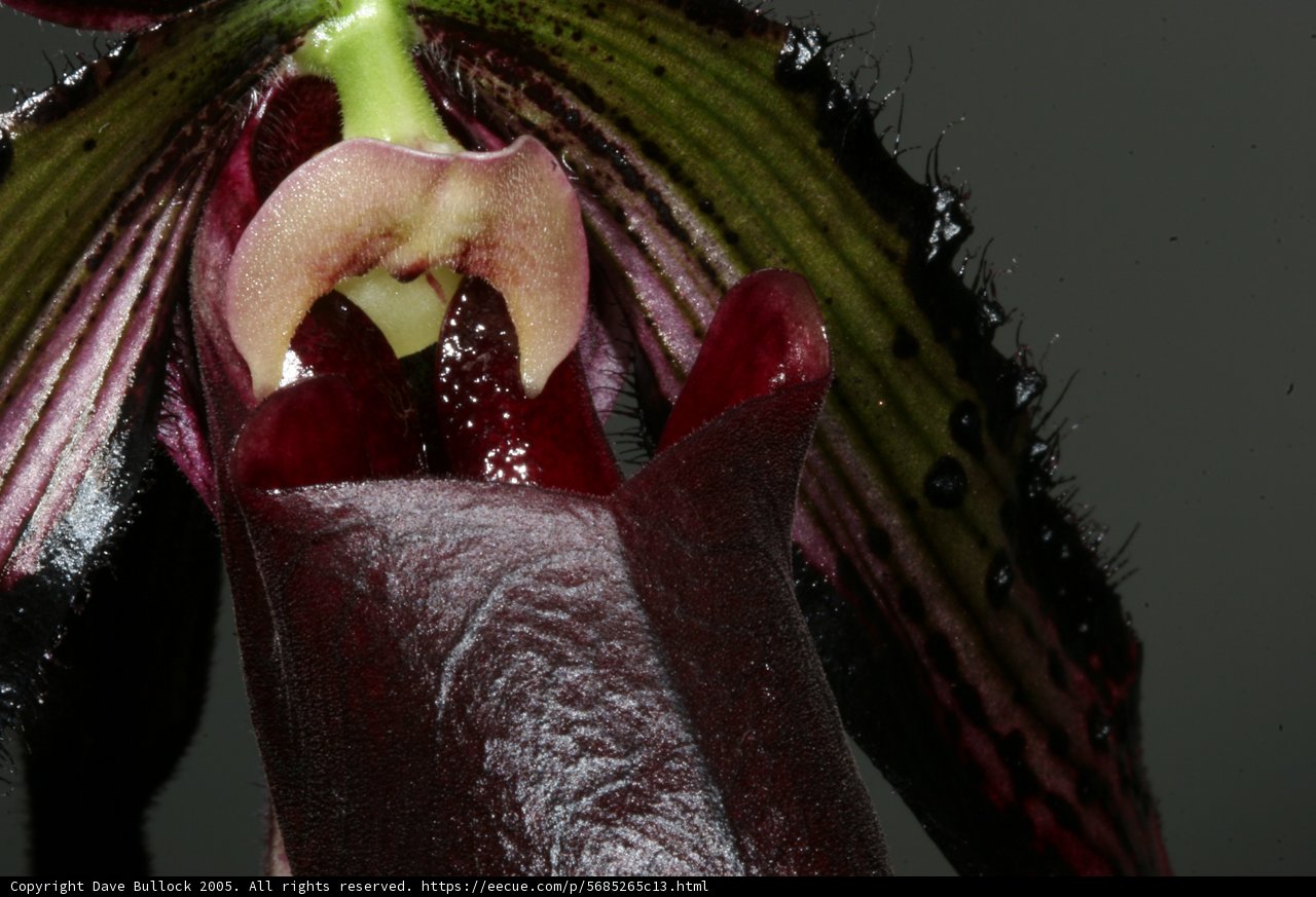 Dark Centered Flower