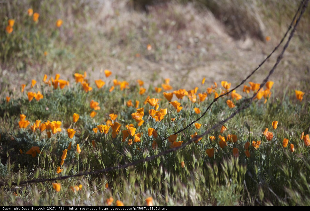 Fields of California Poppies