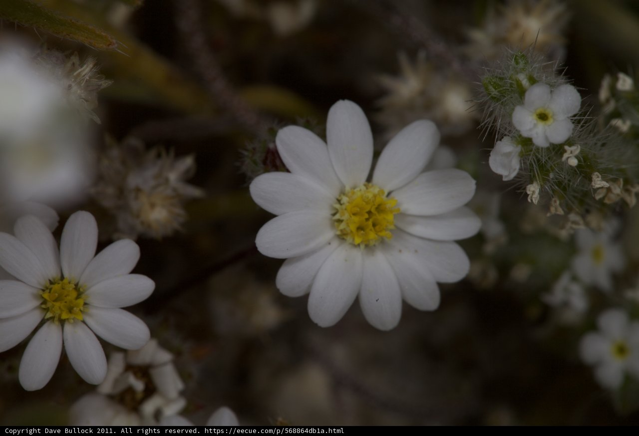White Flowers with Yellow Centers