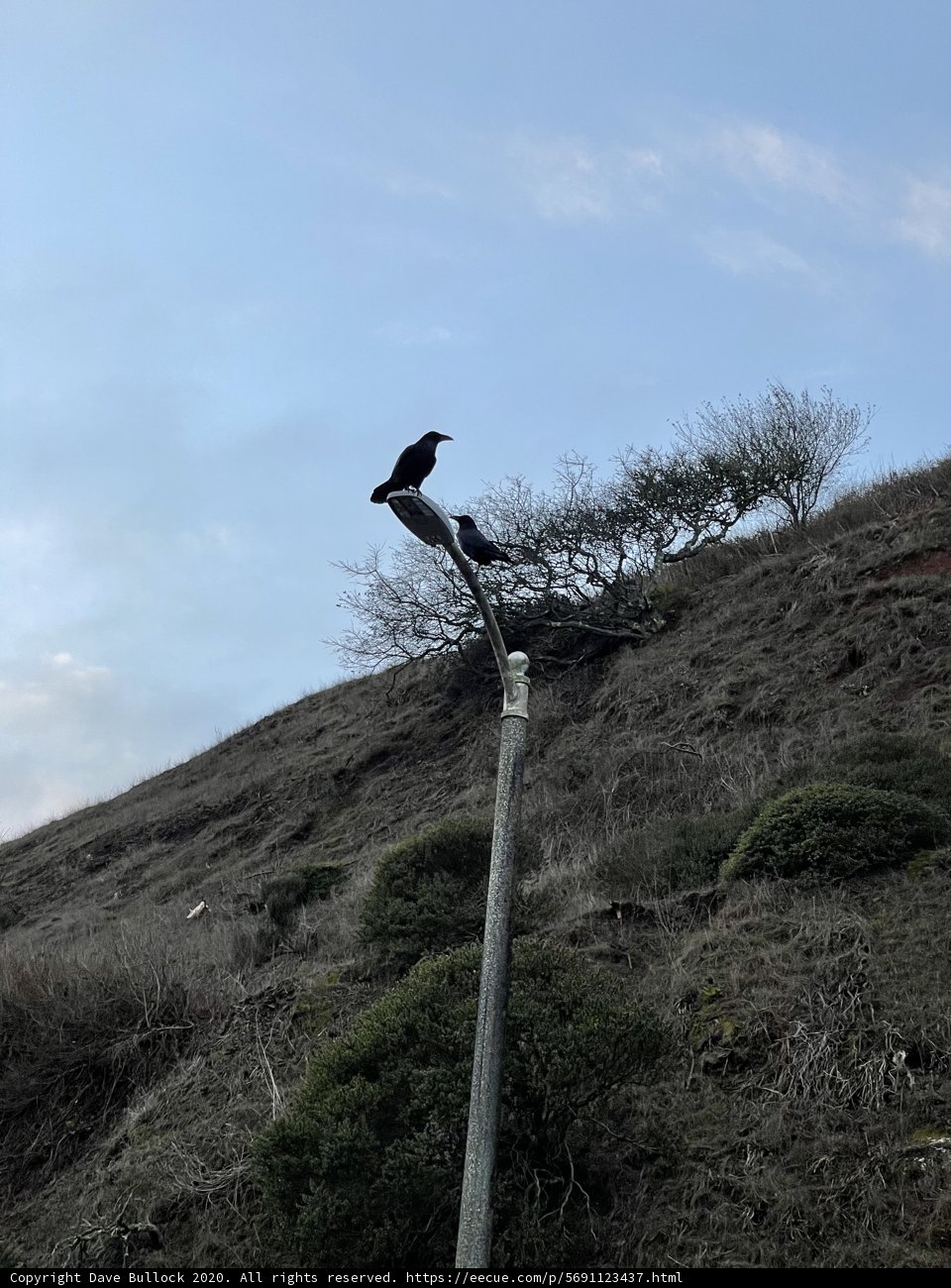 Majesty Perched on Hillslope