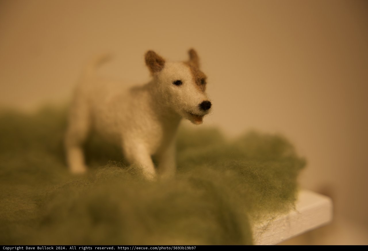 The Pint-Sized Adventurer: Shelf-Sized Terrier!