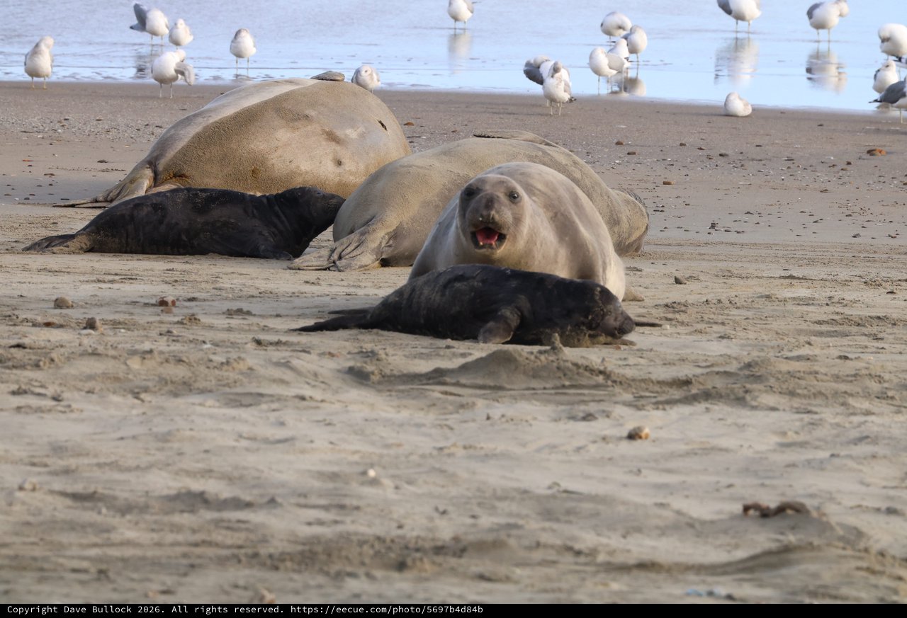 Elephant Seal Mother with Nursing Pup on Beach